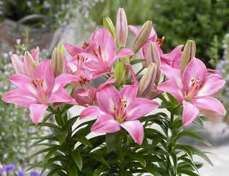 Lilium Rozalynn | 50 pce