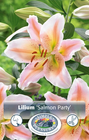 Lilium Salmon Party | Capper 5 x 16