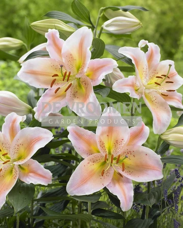 Lilium Salmon Party | 25 pce