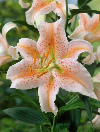 Lilium Salmon Star