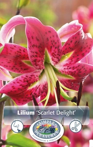 Lilium Scarlet Delight | Capper 5 x 16