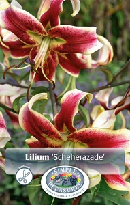 Lilium Scheherazade | Capper 5 x 16