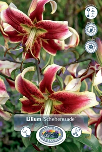 Lilium Scheherazade | 75 pce