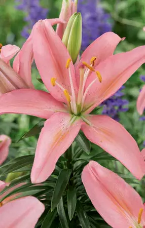 Lilium Silla