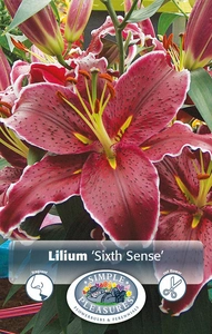 Lilium Sixth Sense | Capper 5 x 16