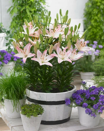 Lilium Sorocaba