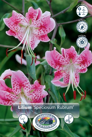 Lilium Speciosum Rubrum | 75 pce