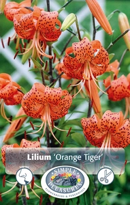 Lilium Splendens | Capper 5 x 16