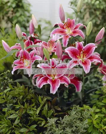 Lilium Star Gazer | 200 pce