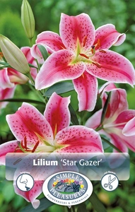 Lilium Star Gazer | Capper 5 x 16