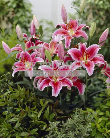 Lilium Star Gazer | 300 pce