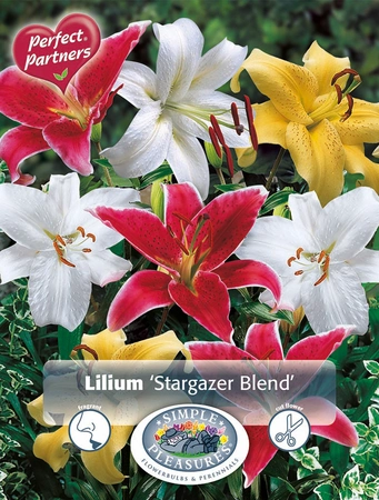 Lilium Stargazer Blend | Capper 5 x 16