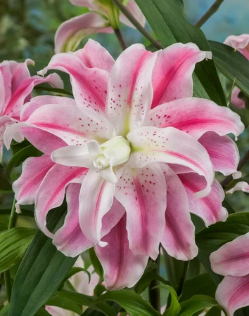 Lilium Sweet Rosy