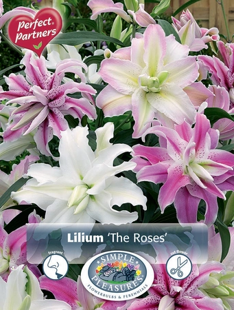 Lilium The Roses | Capper 5 x 16