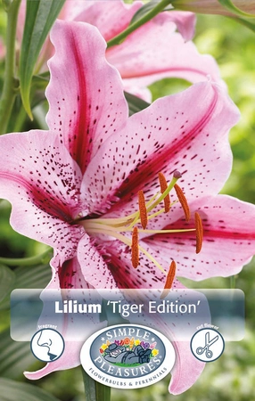 Lilium Tiger Edition | Capper 5 x 16