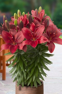 Lilium Trendy Havana