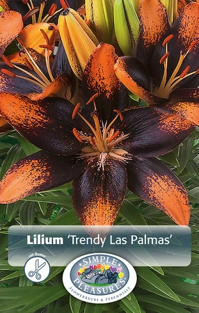 Lilium Trendy Las Palmas | Capper 5 x 16