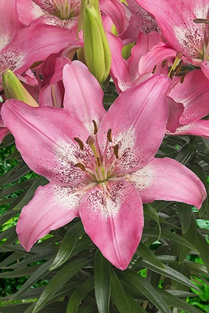 Lilium Trendy Nicosia | 50 pce