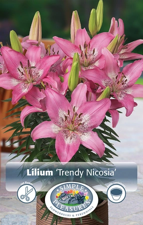 Lilium Trendy Nicosia | Capper 5 x 16