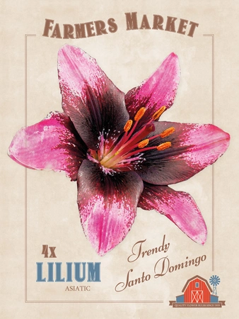 Lilium Trendy Santo Domingo | Capper 5 x 16