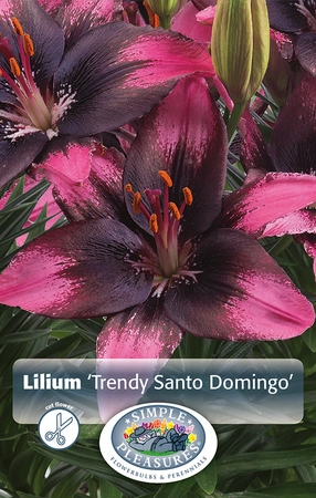 Lilium Trendy Santo Domingo | Capper 5 x 16