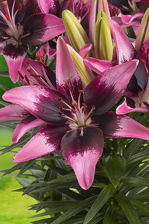 Lilium Trendy Savannah