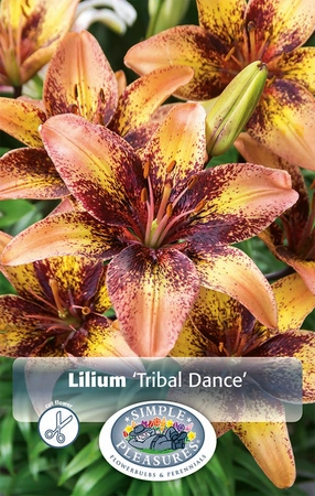 Lilium Tribal Dance | Capper 5 x 16