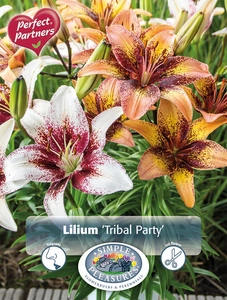 Lilium Tribal Party | Capper 5 x 16