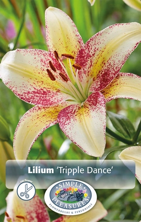 Lilium Tripple Dance | Capper 5 x 16