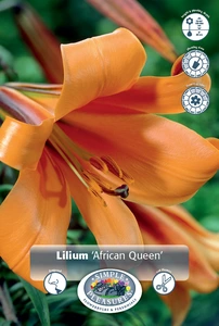 Lilium Trumpet African Queen | 75 pce