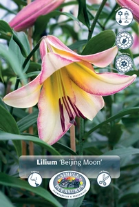 Lilium Trumpet Bejing Moon | 75 pce