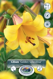 Lilium Trumpet Golden Splendour | 75 pce