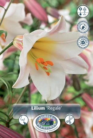 Lilium Trumpet Regale | 75 pce