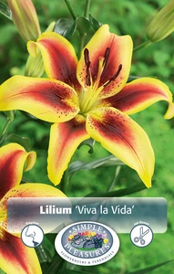 Lilium Viva La Vida | Capper 5 x 16