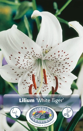 Lilium White Tiger | Capper 5 x 16