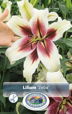 Lilium Zeba | Capper 5 x 16