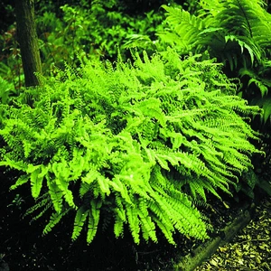 Maidenhair Fern