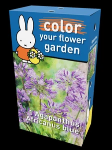 Miffy Agapanthus Africanus Blue Heritage | 42 pce