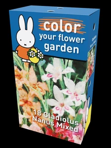 Miffy Gladiolus Nanus Mix Heritage | 42 pce