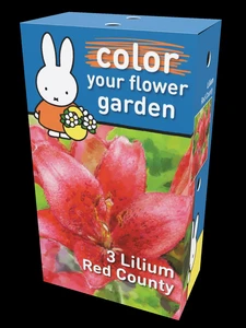 Miffy Lilium Red County Heritage