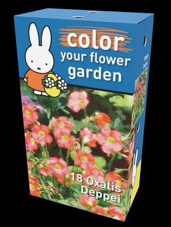 Miffy Oxalis Deppei Heritage