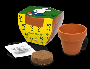 Miffy Terracotta Pot Forget Me Not | 120 pce