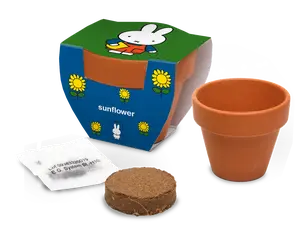 Miffy Terracotta Pot Sunflower