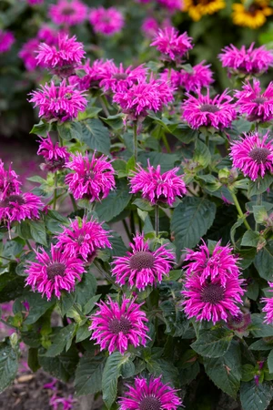 Monarda Bee Free PBR