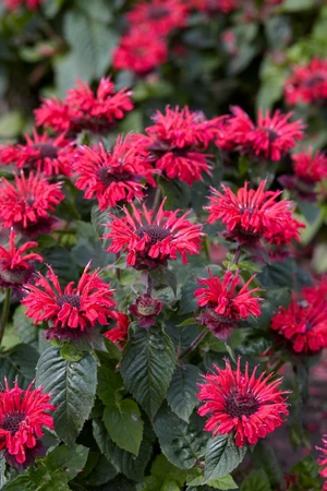 Monarda Bee Happy PBR