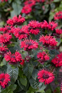 Monarda Bee Happy PBR