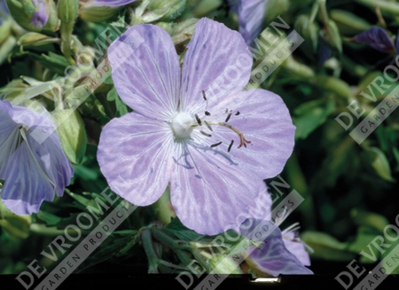 Geranium Mrs. Kendall Clark | 25 pce