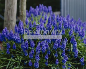 Muscari armeniacum