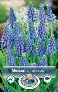 Muscari Armeniacum | Cappers 20 x 15