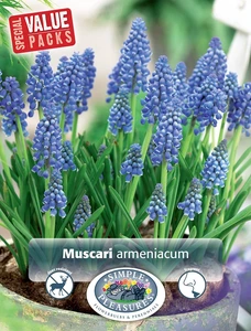 Muscari Armeniacum | Cappers 50 x 15